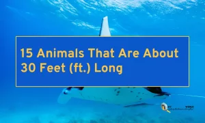 15 Animals That Are About 30 Feet (ft.) Long