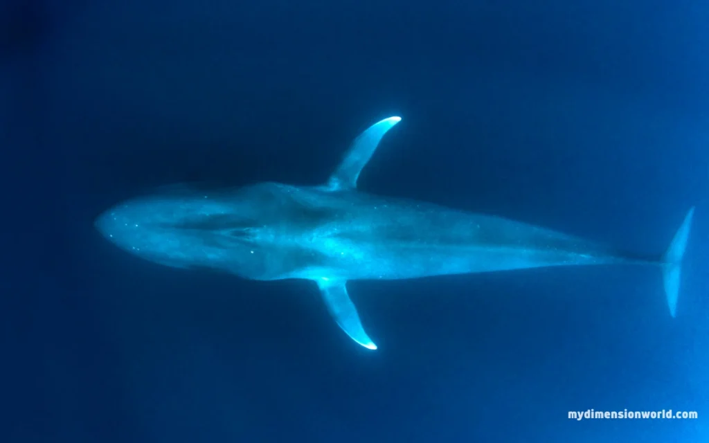 Blue Whales