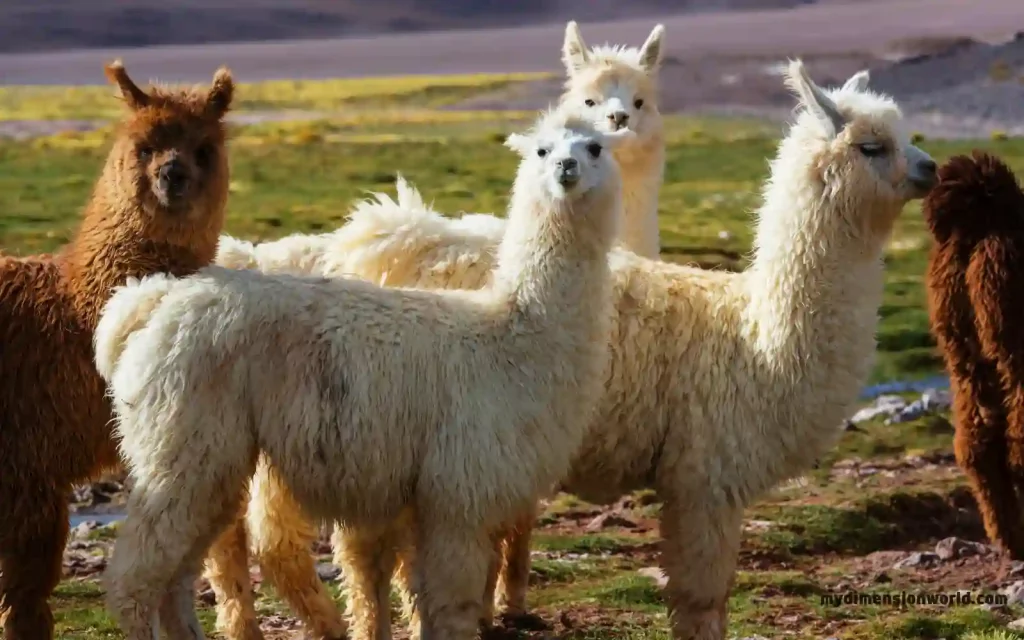 3 LLamas