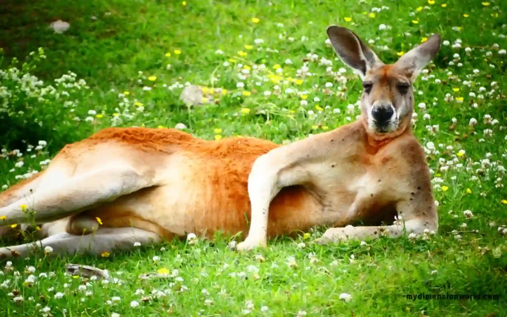 4 Red Kangaroos