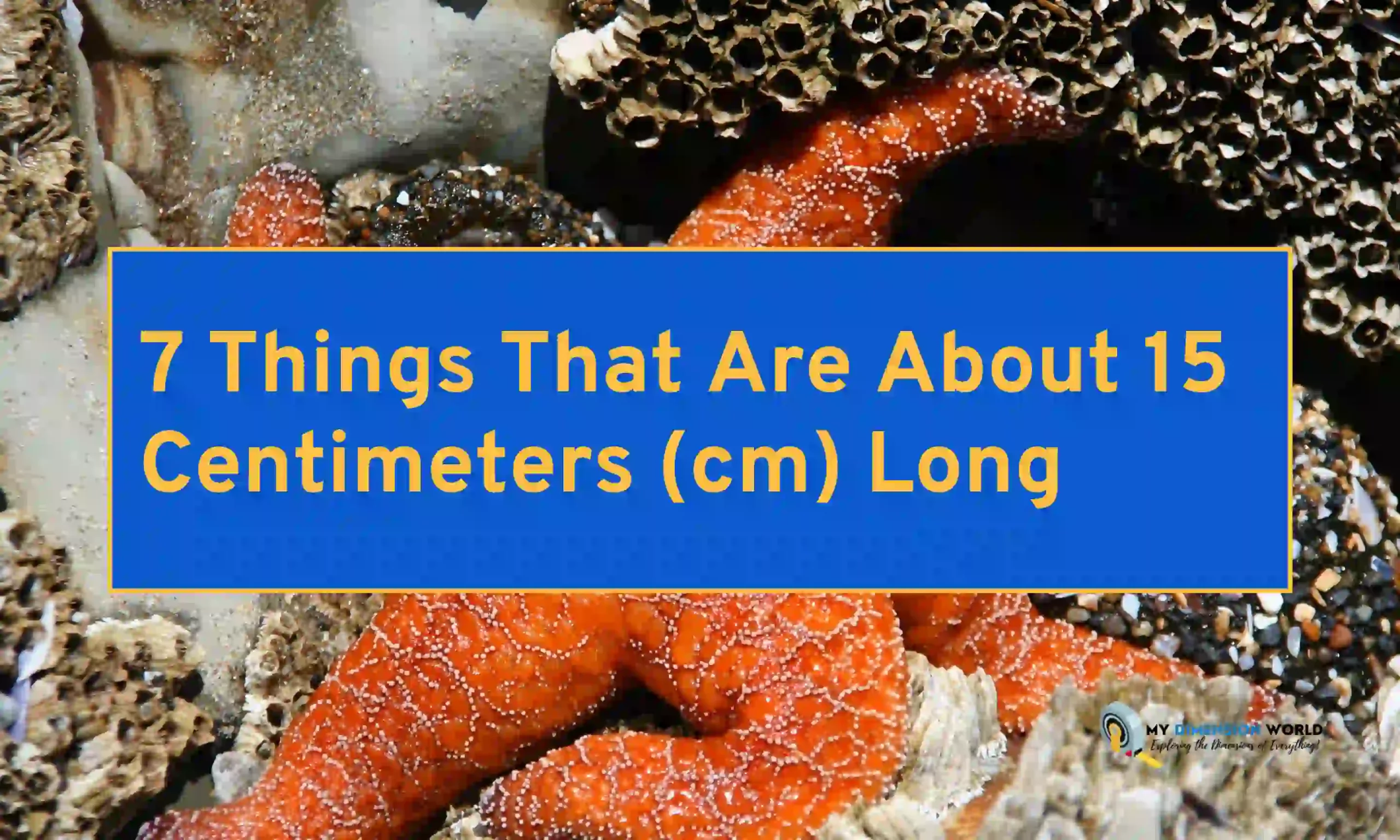 7 Things That Are About 15 Centimeters (cm) Long