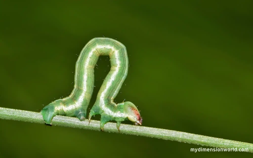 An Inchworm