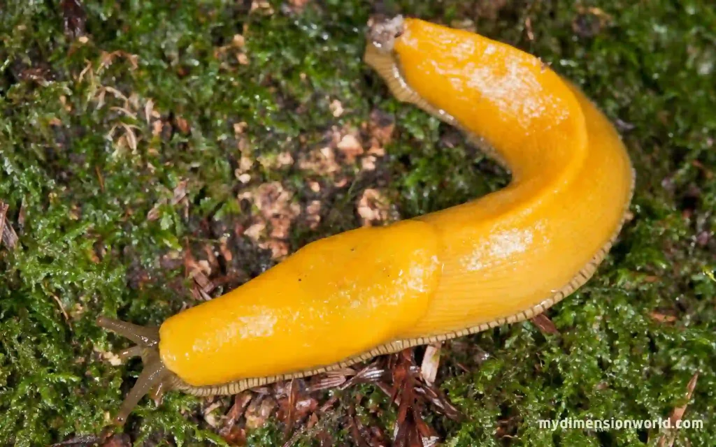 Banana Slug Slimy Creatures That Can Grow Up to 15 cm