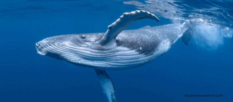 Blue Whales