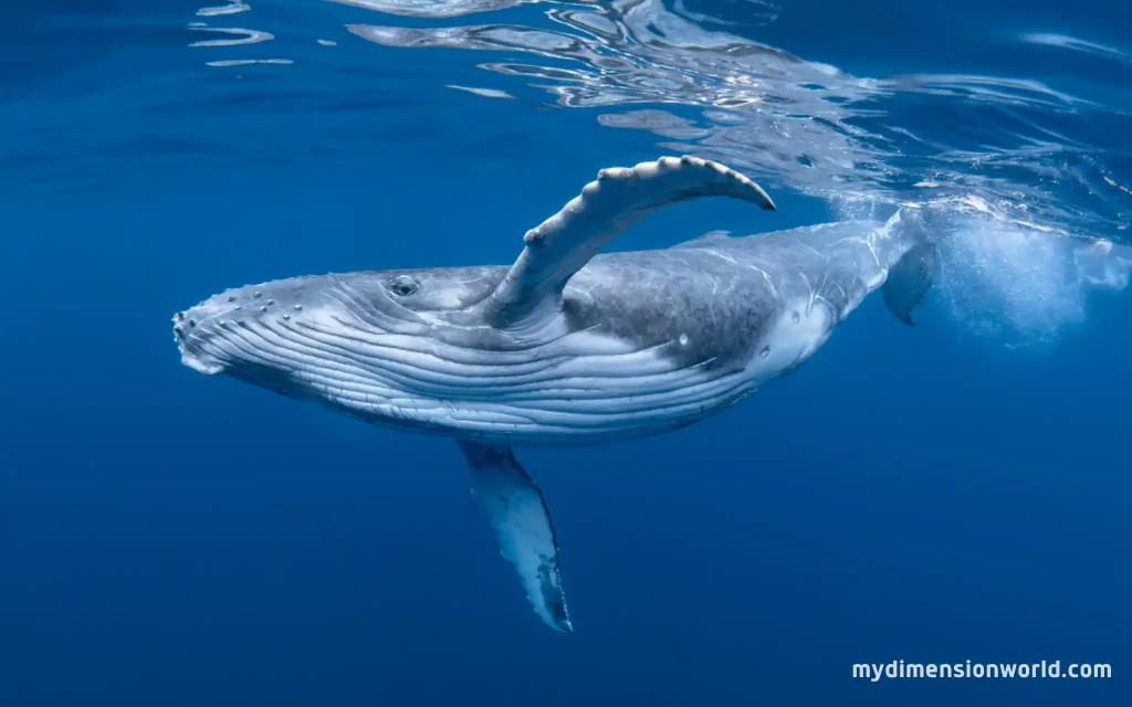 Humpback Whale 