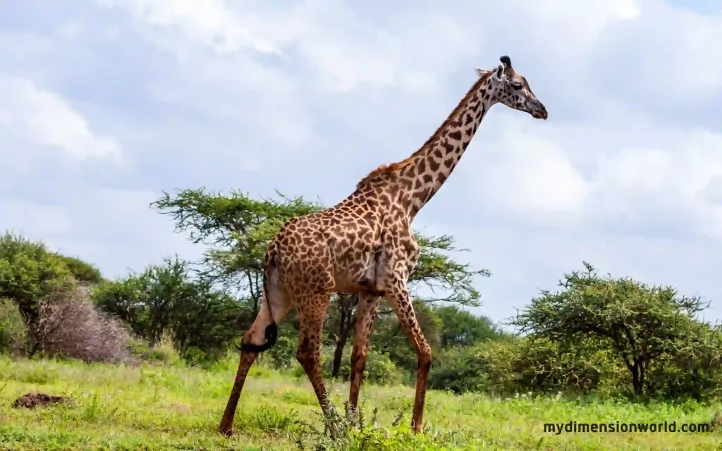 The Average Height of a Giraffe