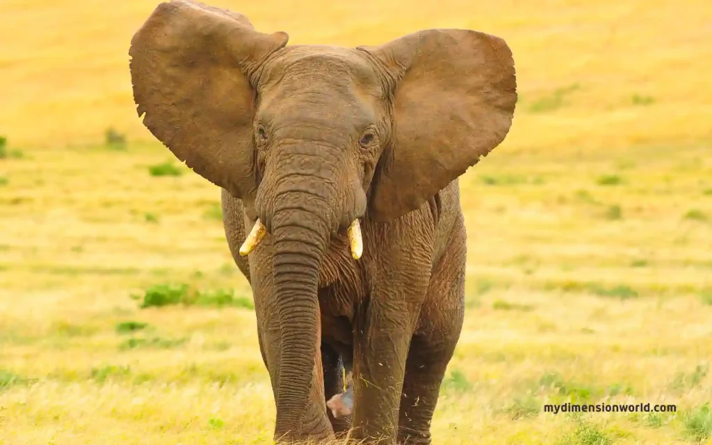 African Elephant: Mighty Giants on Land