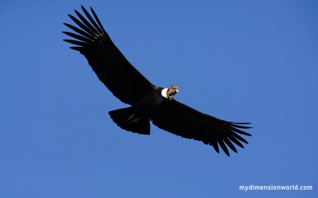 Andean Condor The King of the Sky-13 Meters