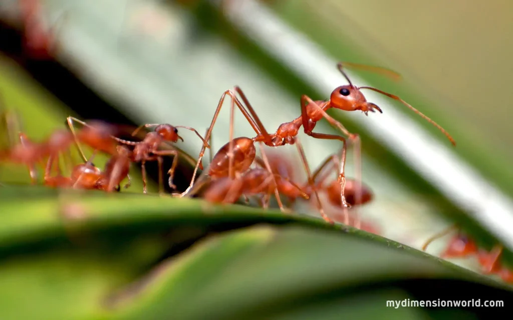 1–3 Ants