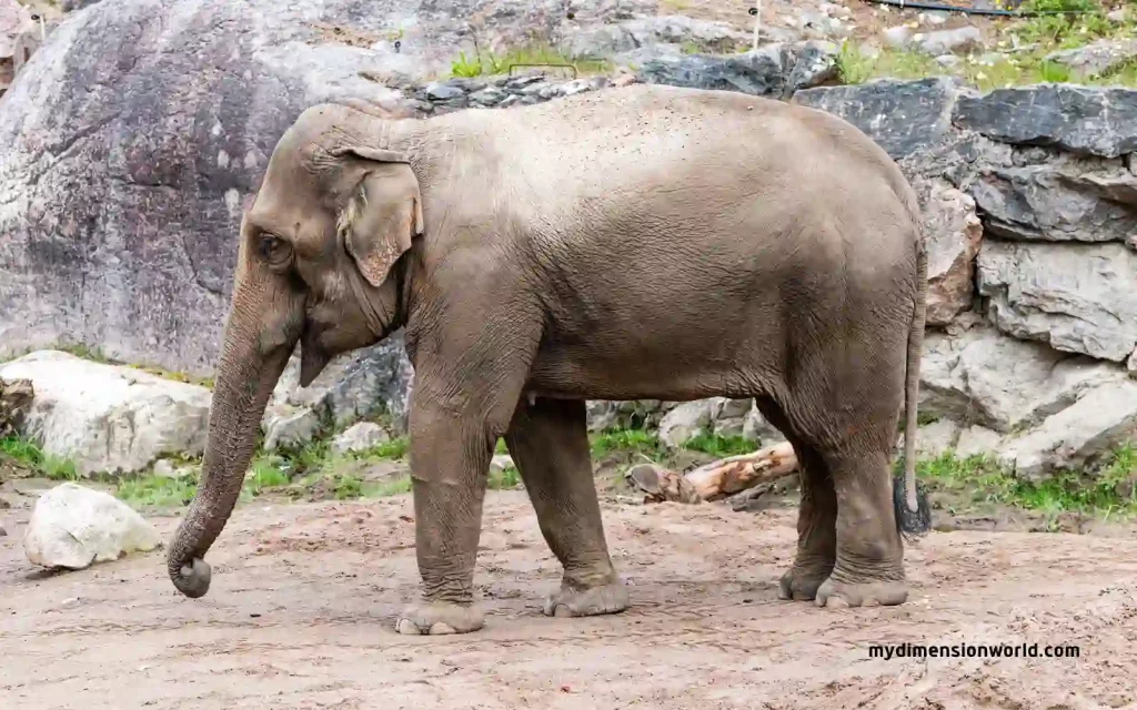 Asian Elephant