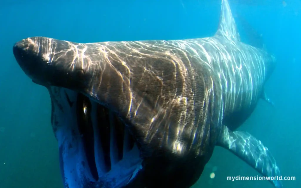 Basking Shark