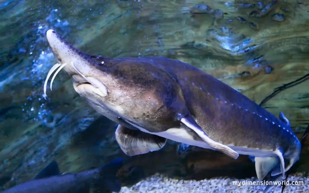 Beluga Sturgeon