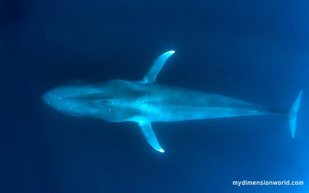 The Length of a Blue Whale's Lower Jaw-43 Meters