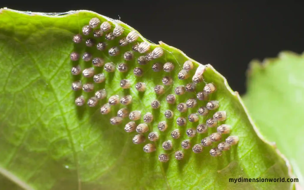 Butterfly Egg