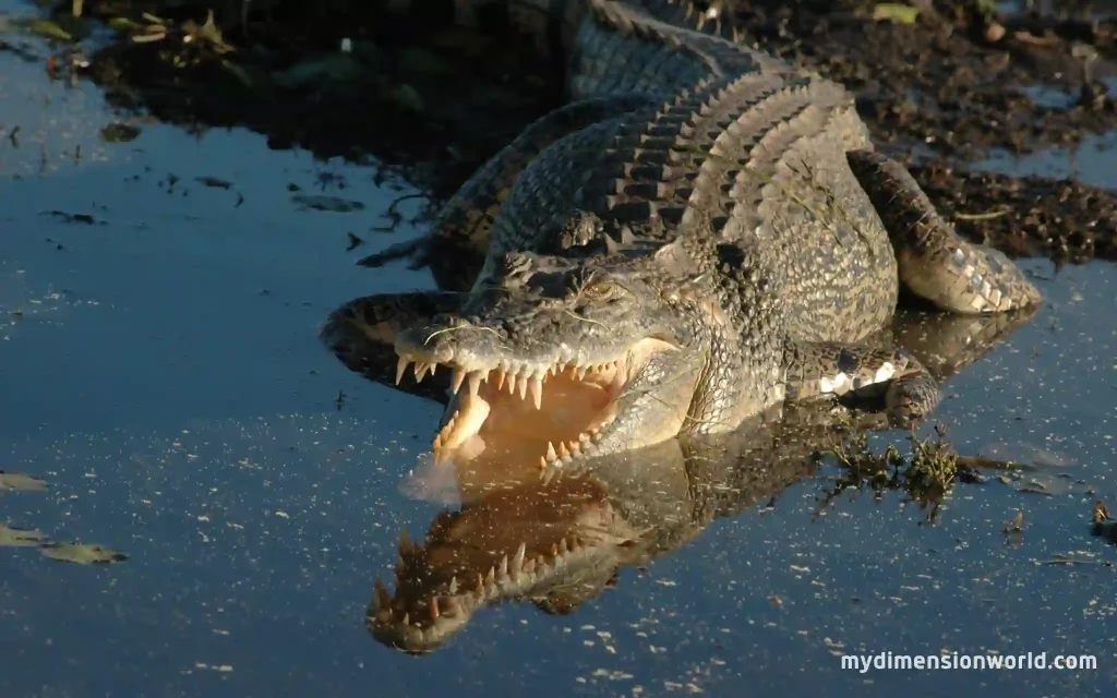 The largest saltwater crocodile ever recorded was 6.5 meters long