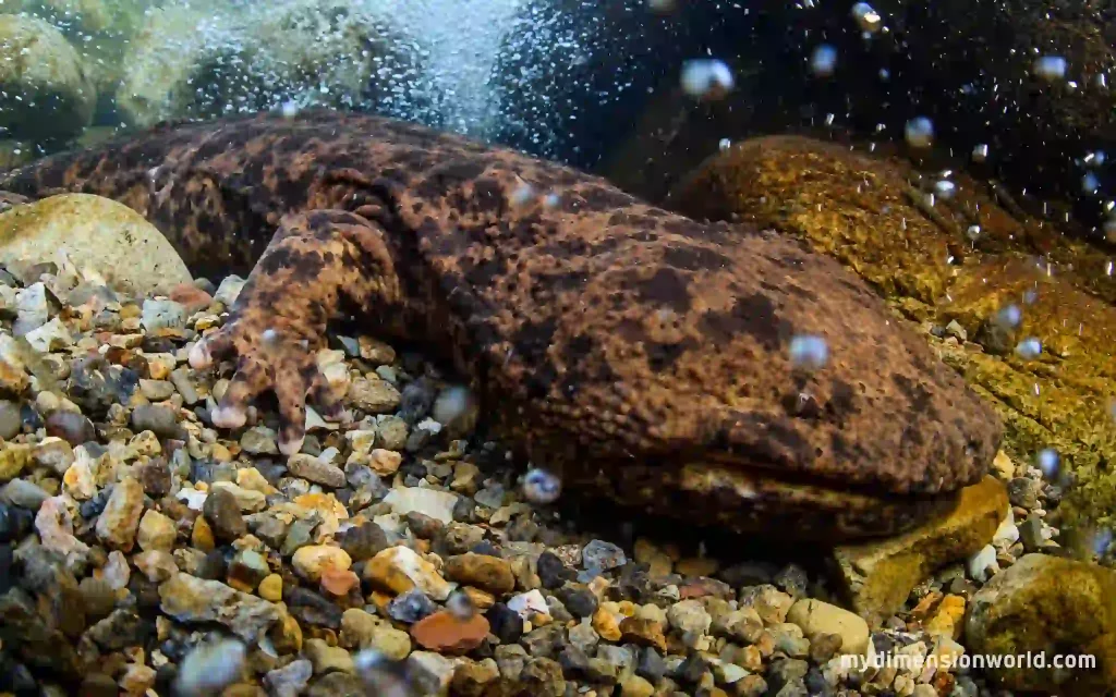 Giant Salamander