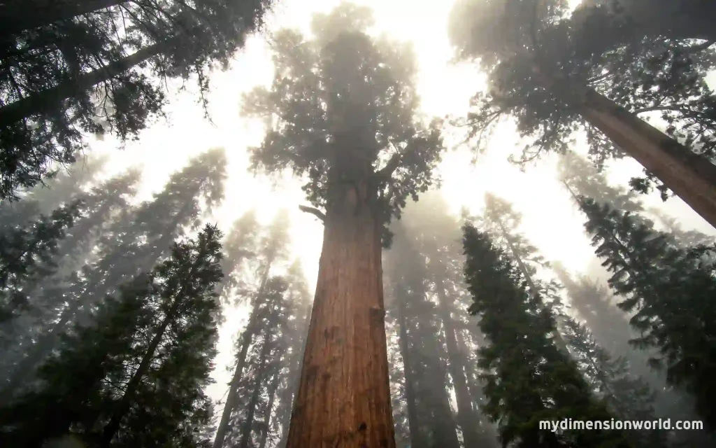 Giant Sequoia Trees-90 Meters