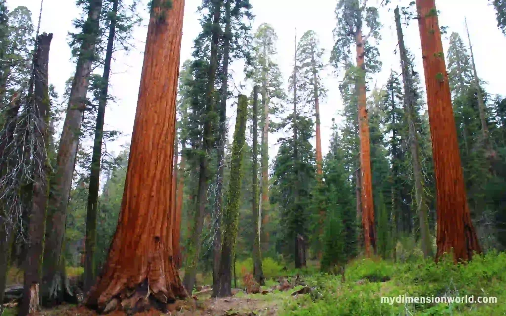 The Majestic Giant Sequoia Trees