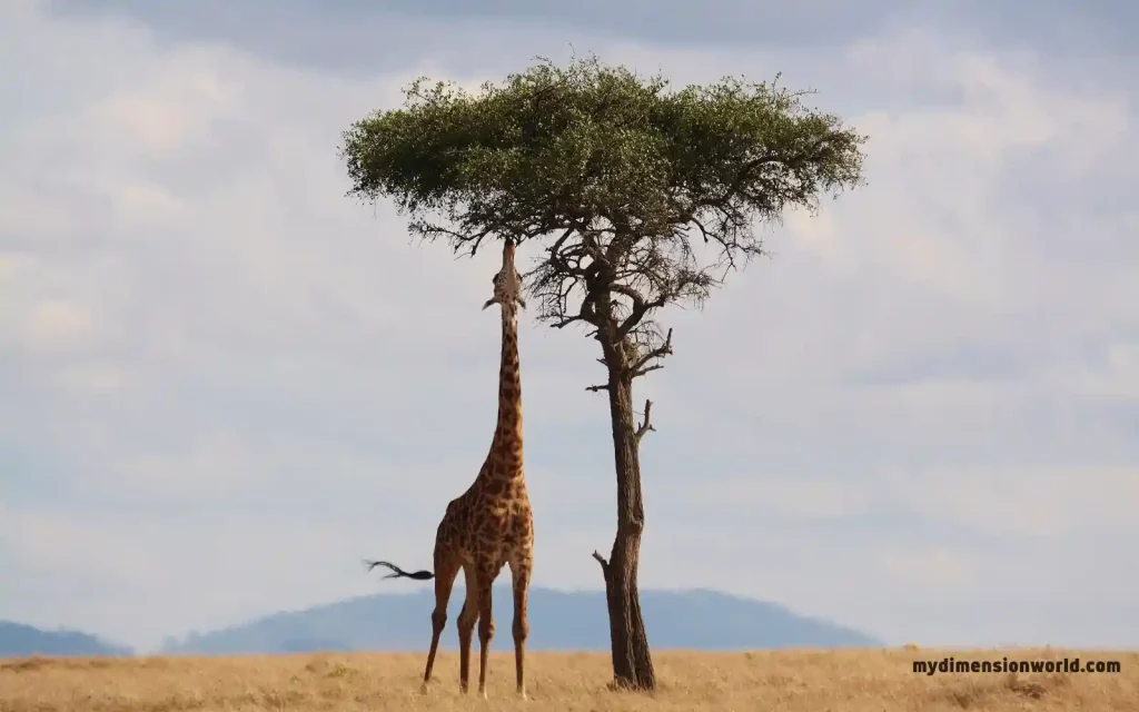 Giraffe's Average Height-44 Meters