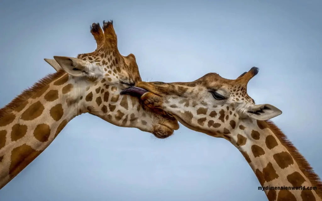 Giraffes