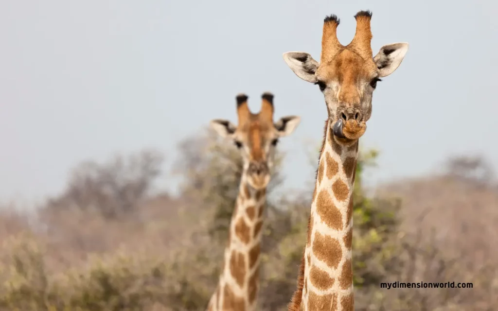 Giraffe Neck: Reaching for the Leaves