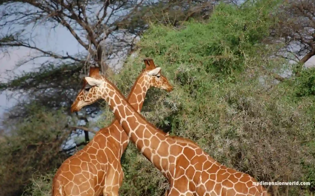 Giraffe necks