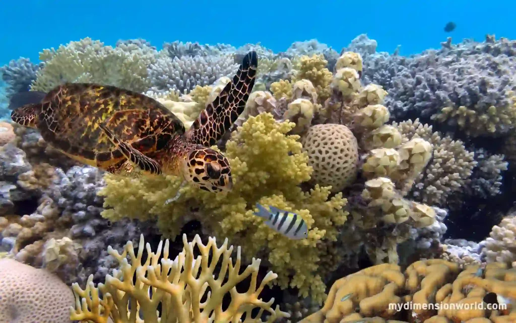 The Great Barrier Reef