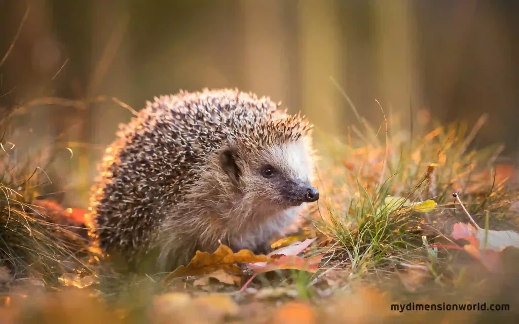 Hedgehogs: Cute and Spiky Creatures-9 Inches