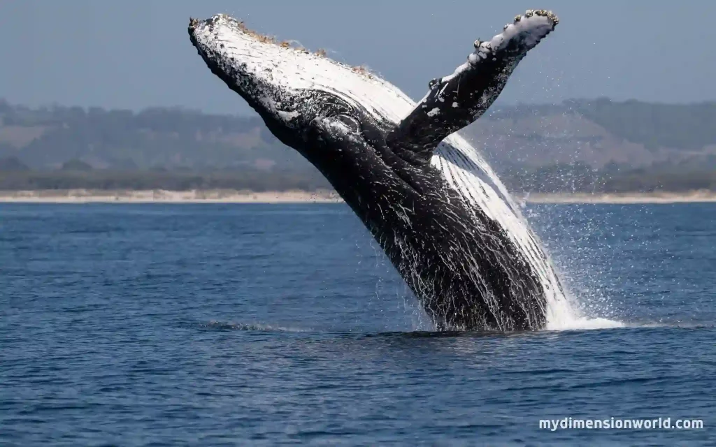 Humpback Whale-55 Feet