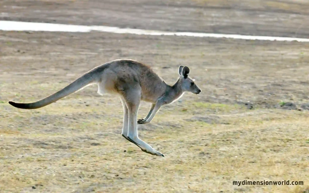 Kangaroo Tail The Ultimate Balance Tool