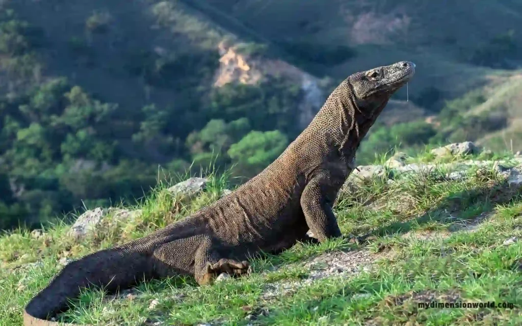 Komodo Dragon