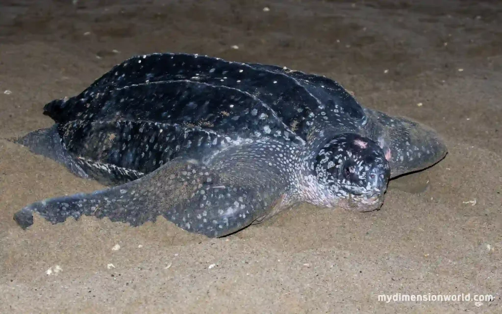 Leatherback Sea Turtle-55 Feet