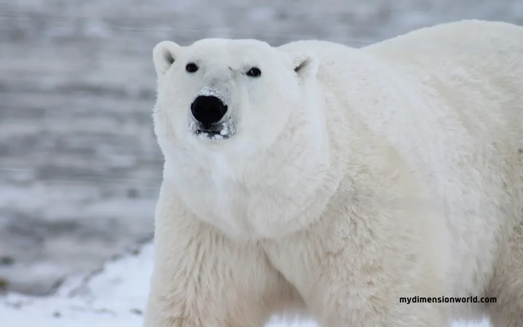 Polar Bear