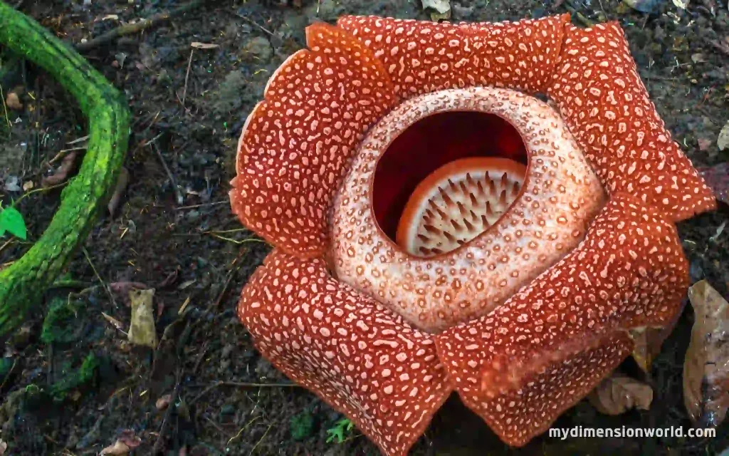 Rafflesia Arnoldii Flower