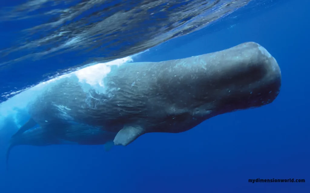 Sperm Whale