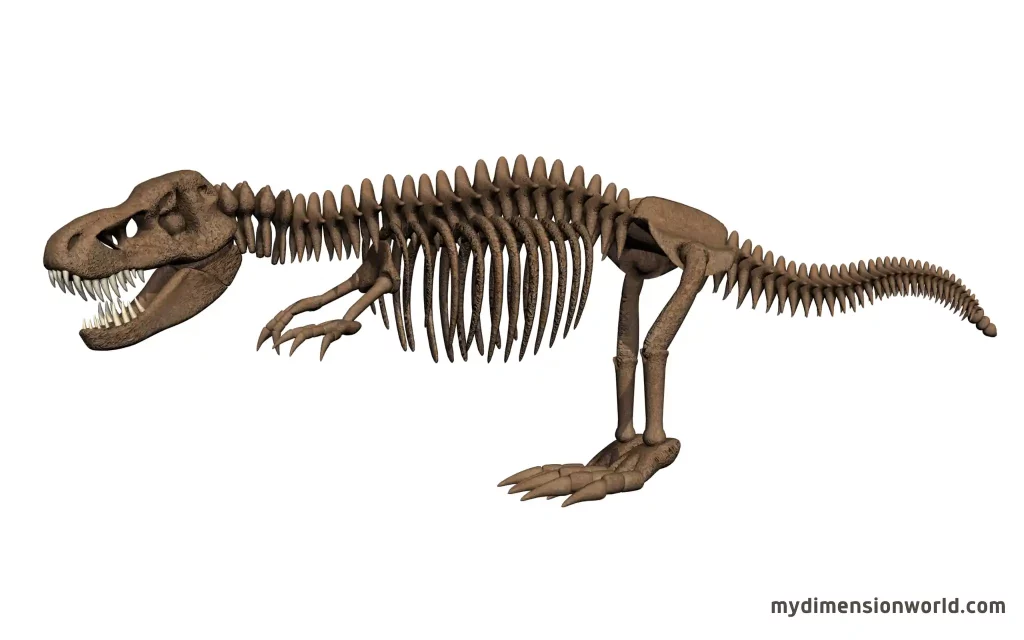 T-Rex Skeleton