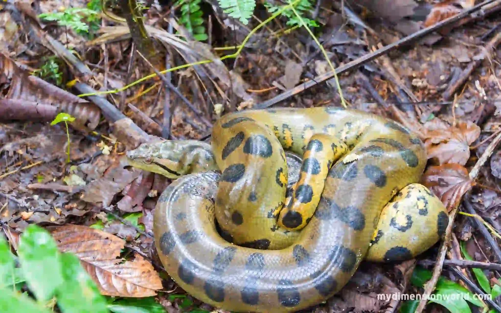 Anacondas: The Large Predators