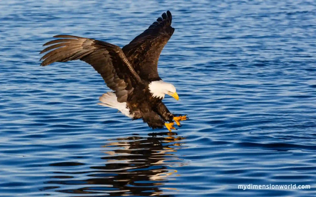 The American Bald Eagle A Majestic Bird