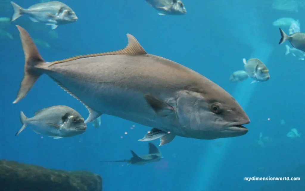 The Atlantic Bluefin Tuna