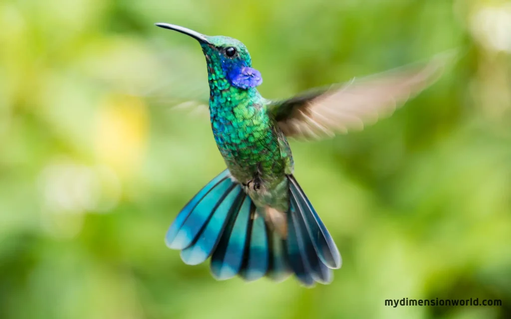 The Length of a Hummingbird's Beak