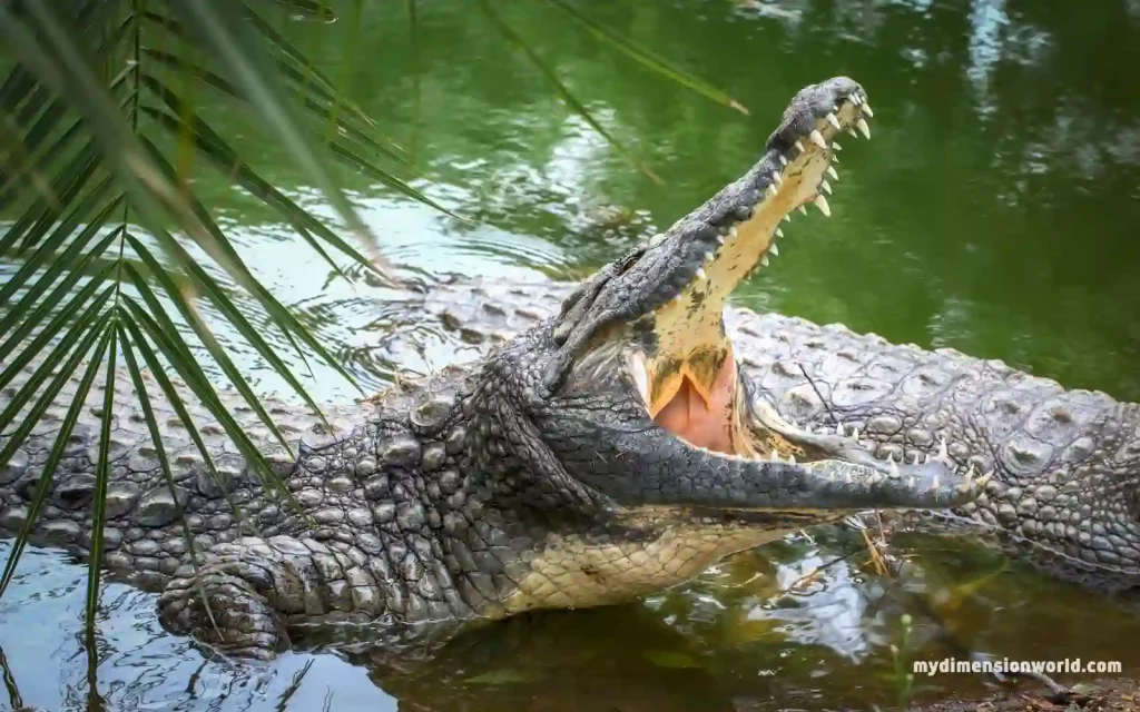 The Largest Living Reptile: Saltwater Crocodile-14 Feet