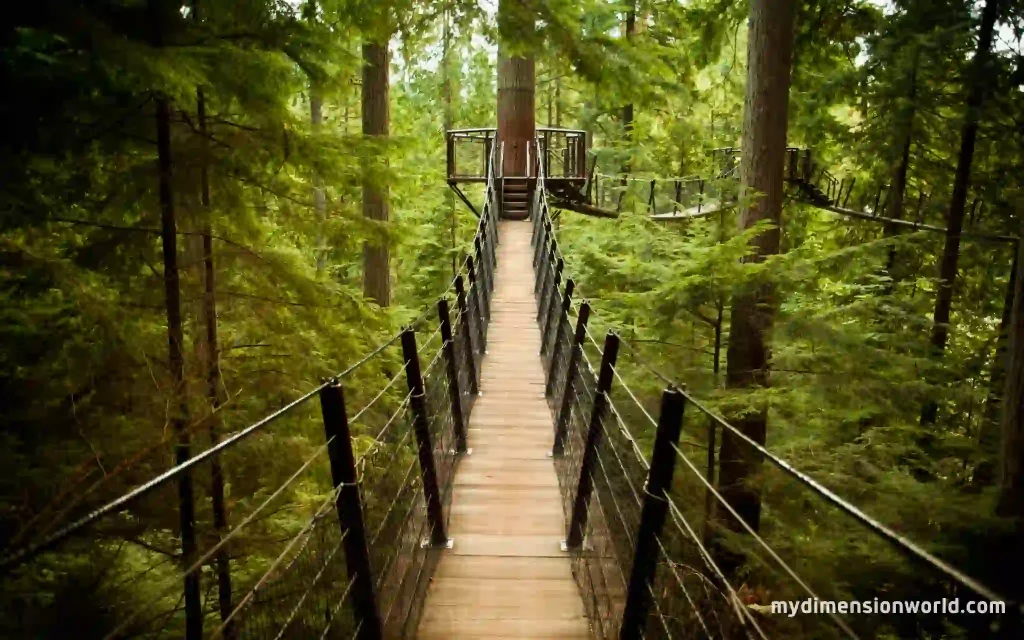 The Capilano Suspension Bridge