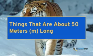 Things That Are About 50 Meters (m) Long