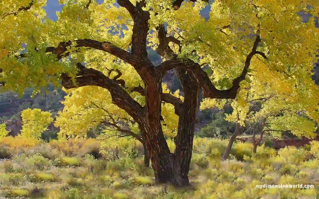 Two Cottonwood Trees