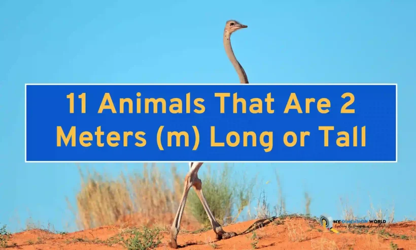 11 Animals That Are 2 Meters (m) Long or Tall