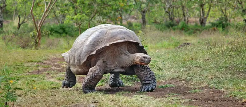 Galapagos tortoise