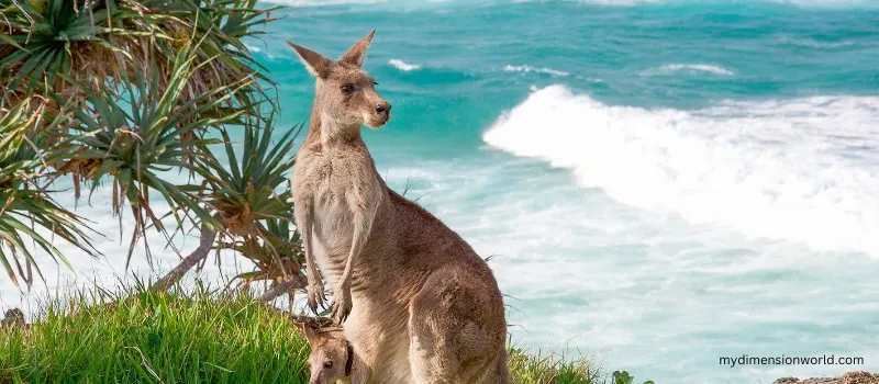 Kangaroo