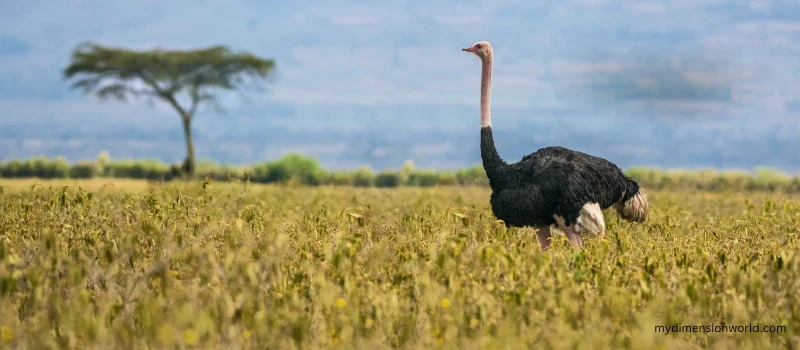 Ostrich-2 Meters