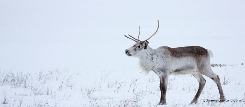 Reindeer