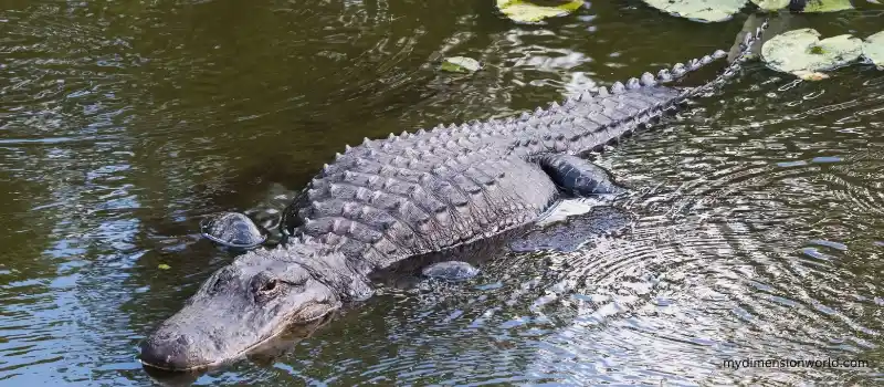 American Alligator